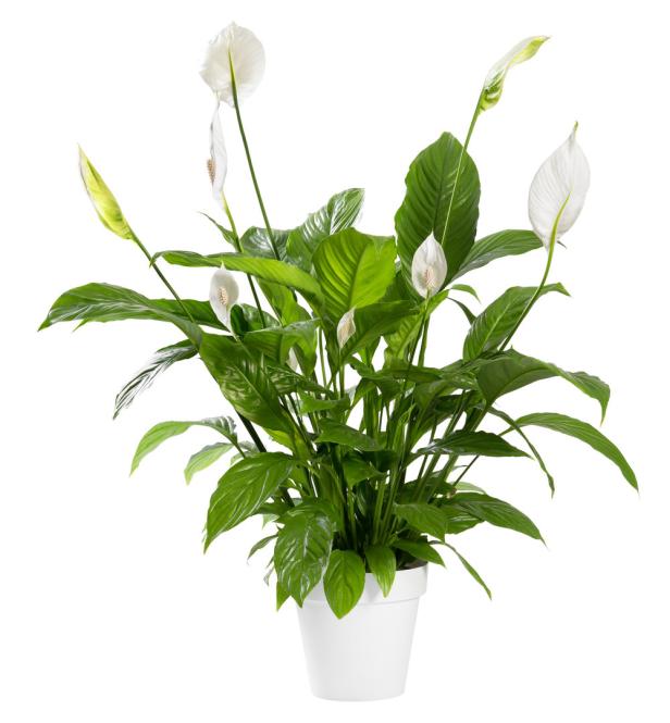 Eine Zimmerpflanze, ein Einblatt, in einem weißen Topf mit grünen Blättern und weißen Blüten.