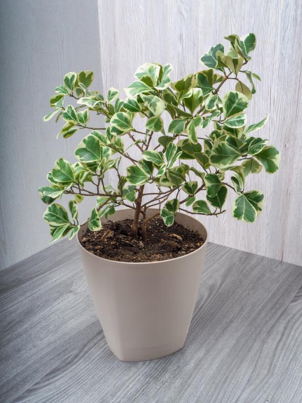 Ein panaschierter Gummibaum in einem hellen Topf steht auf einem Tisch.
