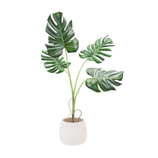 Eine Zimmerpflanze, eine Monstera, steht in einem weißen Topf.