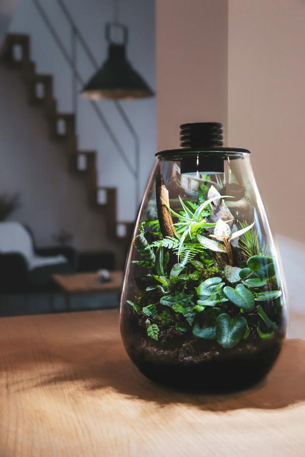 Ein Glas-Terrarium mit verschiedenen Pflanzen steht auf einem Holztisch.