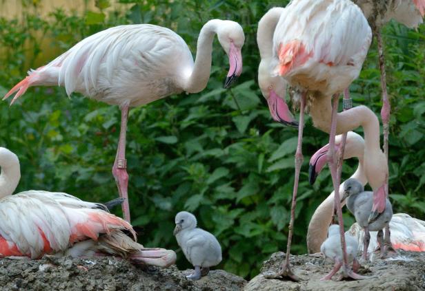 Flamingo-Küken: Grau, flauschig und verspätet