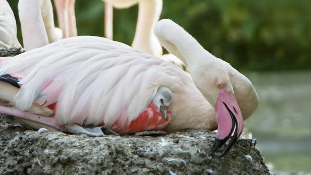 Flamingo-Küken: Grau, flauschig und verspätet