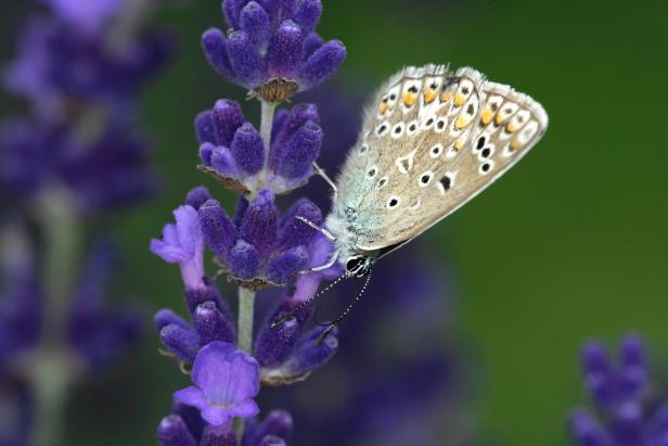 Ein Schmetterling sitzt auf einer lila Lavendelblüte.