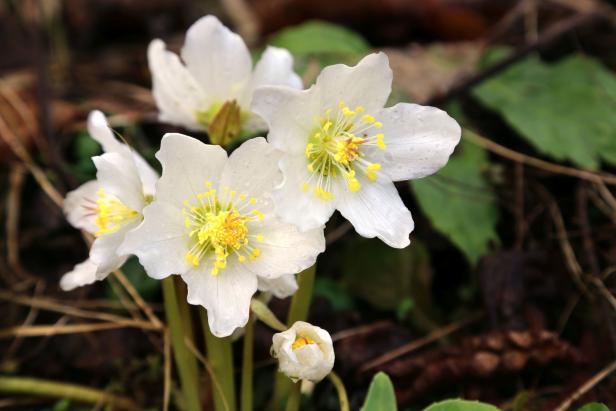 Mehrere weiße Christrosen blühen im Garten.
