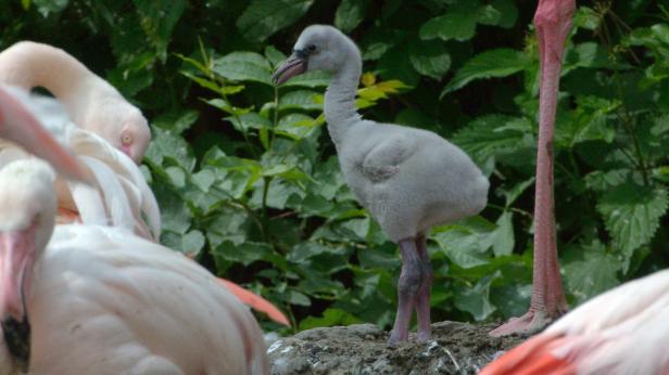 Flamingo-Küken: Grau, flauschig und verspätet