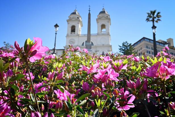 Rosa Azaleen blühen vor der Spanischen Treppe in Rom.