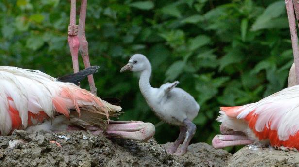 Flamingo-Küken: Grau, flauschig und verspätet