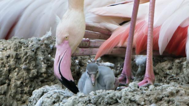 Flamingo-Küken: Grau, flauschig und verspätet