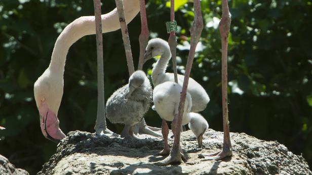 Flamingo-Küken: Grau, flauschig und verspätet