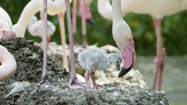 Flamingo-Küken: Grau, flauschig und verspätet