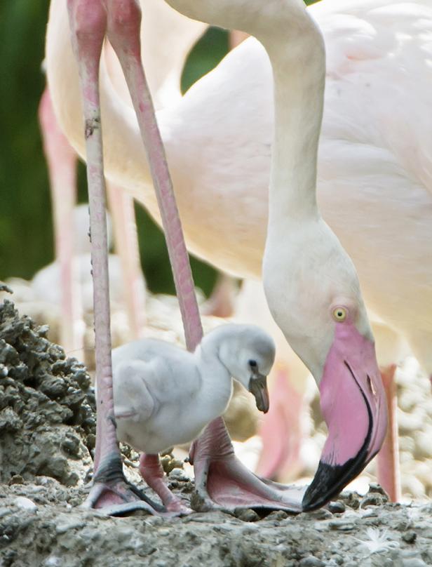 Flamingo-Küken: Grau, flauschig und verspätet