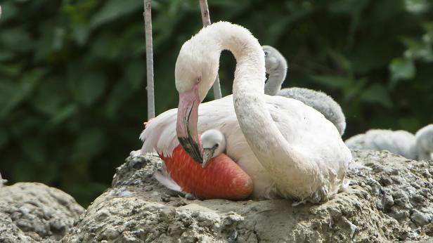 Flamingo-Küken: Grau, flauschig und verspätet