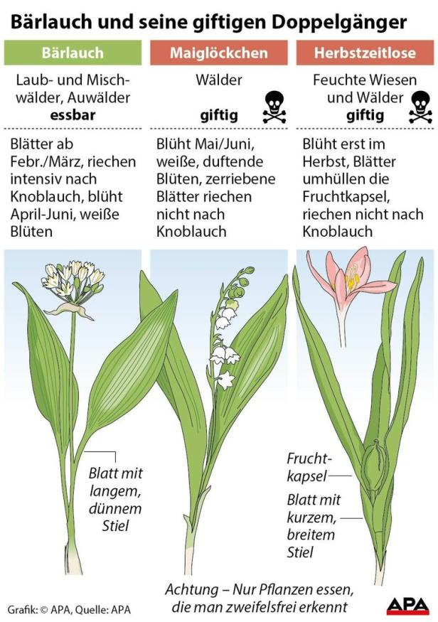 Eine Gegenüberstellung von Bärlauch, Maiglöckchen und Herbstzeitlose zur Unterscheidung der Pflanzen.