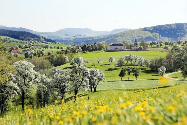 Lust auf Österreich_Birnbaumblüte