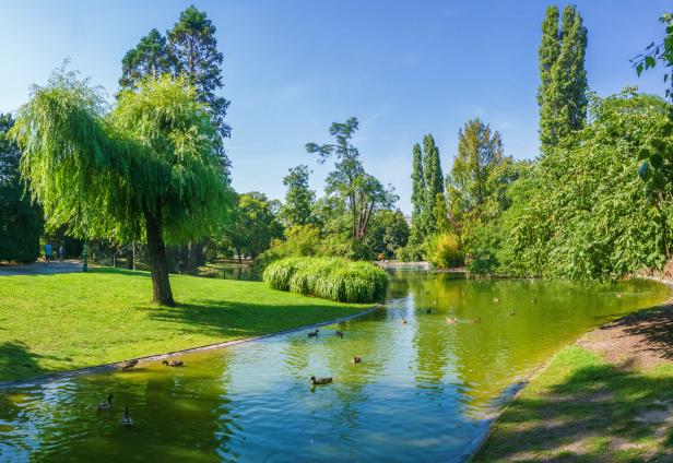 Enten schwimmen in einem Teich in einem grünen Park.