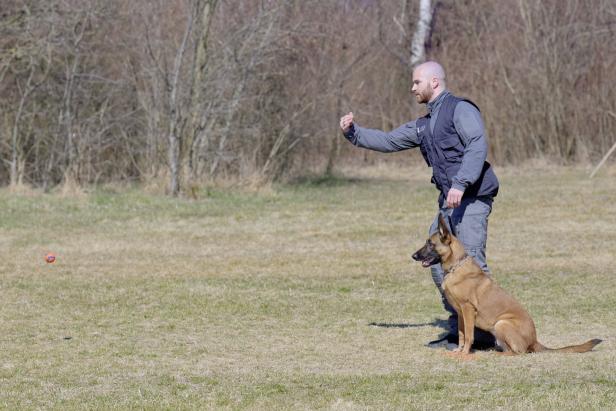 Polizeihunde: Spürnasen auf der Jagd nach dem Bösen