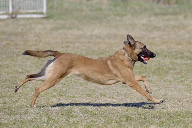 Polizei-Diensthunde qualvoll verendet: Die Kripo ermittelt