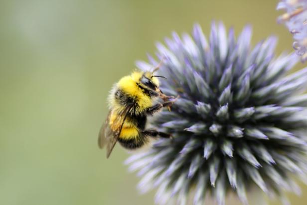 Den Bienen zuliebe: Mut zum wilden Garten