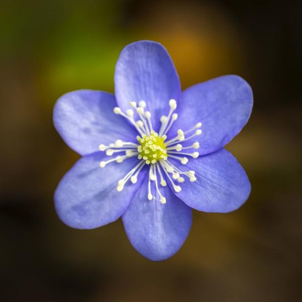 Eine blaue Leberblümchenblüte mit gelber Mitte und weißen Staubgefäßen.