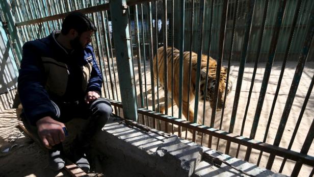 Gazastreifen: Desolater Tiergarten wird geschlossen