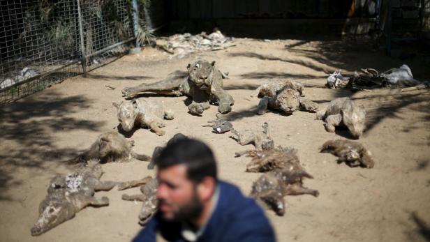 Gazastreifen: Desolater Tiergarten wird geschlossen