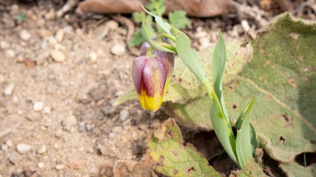 Dürre, Starkregen und Frost: So bereitet man das Gemüsebeet vor