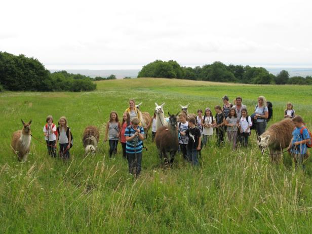 Eine Gruppe von Kindern und Erwachsenen wandert mit Lamas durch eine grüne Landschaft.