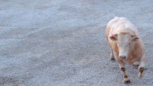 Stier Burli auf Messe ausgebüxt
