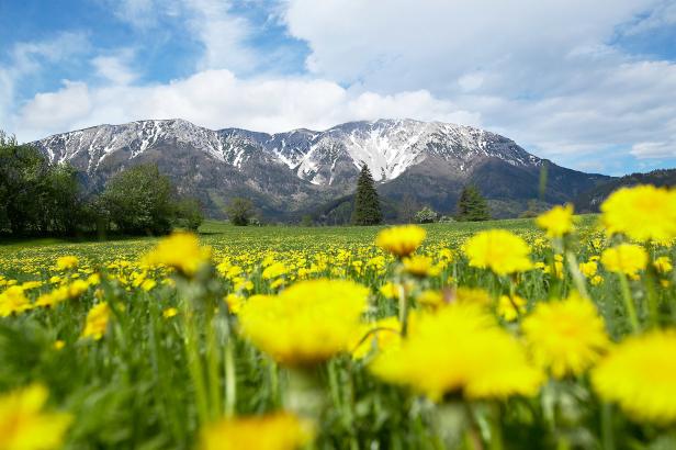 Lust auf Österreich_Löwenzahn