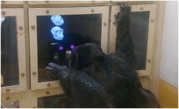 Schimpansen erkennen Schädel von toten Artgenossen
