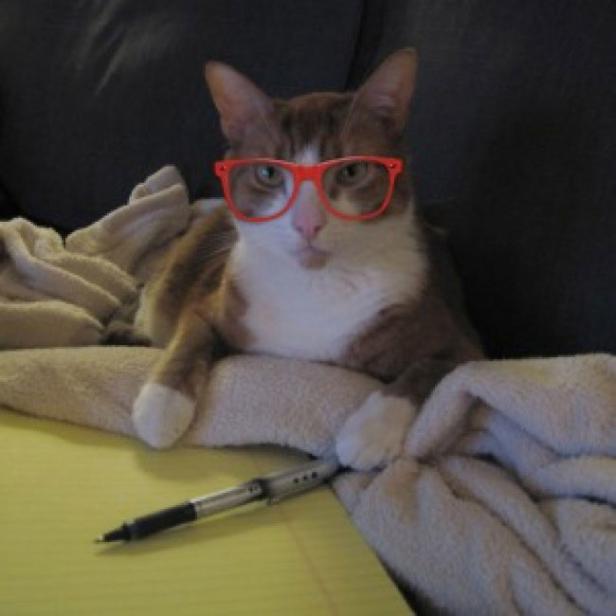 Katzen tragen Hornbrille