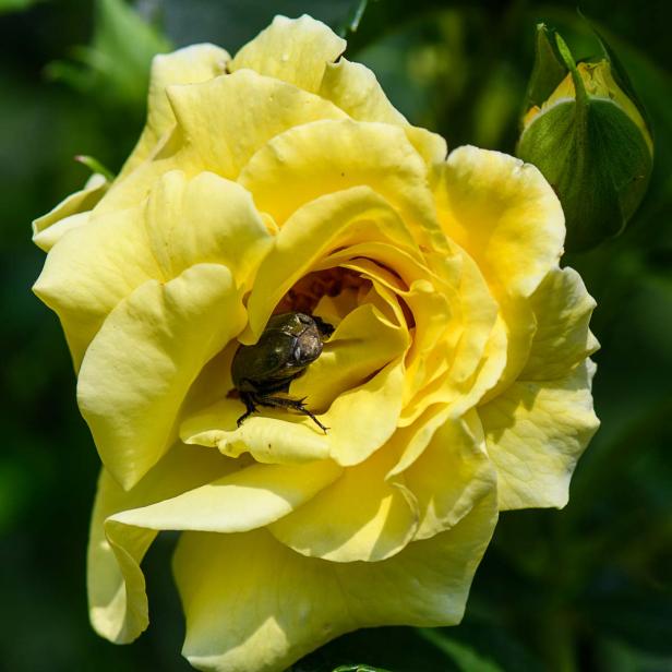 Rose & Rosenkäfer