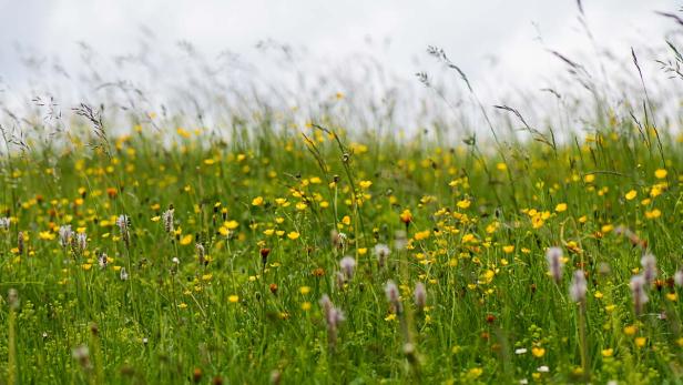 Ihr Weg zur insektenfreundlichen Blumenwiese