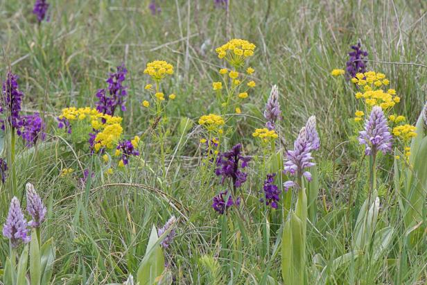Verschiedene Wildblumen, darunter lila Orchideen und gelbe Doldenblütler, wachsen in einer Wiese.