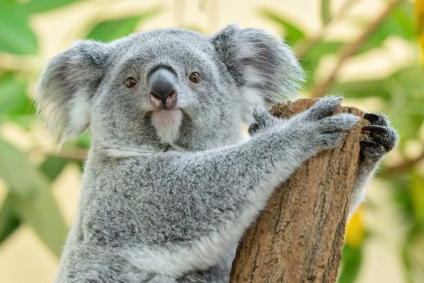 Tiergarten Schönbrunn: Koala-Mädchen feiert zweiten Geburtstag