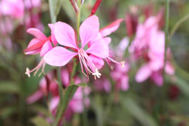 Nahaufnahme einer zarten, rosa Gaura-Blüte.