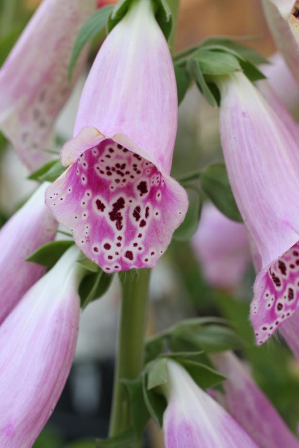Nahaufnahme von rosa blühenden Fingerhutblüten mit purpurfarbenen Flecken im Inneren.