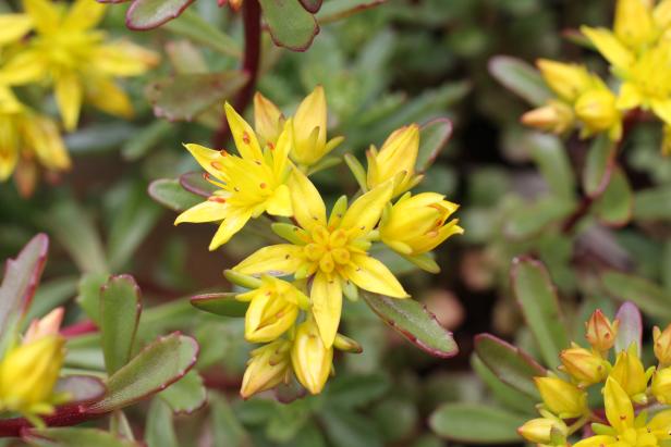 Nahaufnahme einer gelben Goldfetthenne-Blüte.