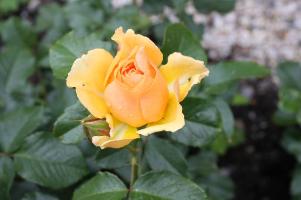 Eine gelb-orangefarbene Rose blüht vor einem Hintergrund aus grünen Blättern.