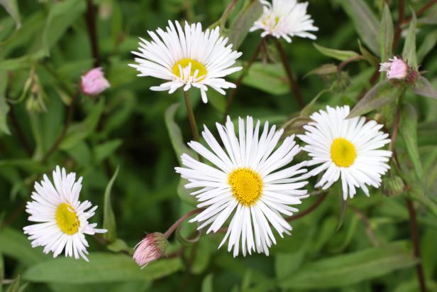 Nahaufnahme von weißen Gänseblümchen mit gelben Zentren.