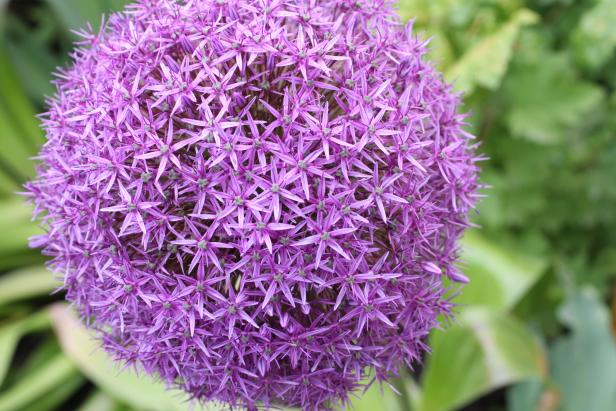Eine lila Zierlauchblüte in Nahaufnahme vor grünem Hintergrund.