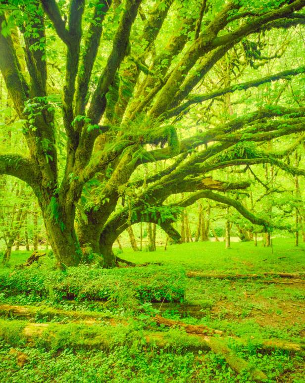 Ein großer, moosbewachsener Baum im grünen Wald.