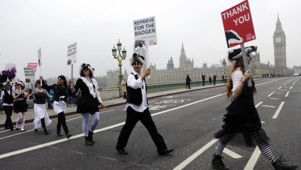 Demonstranten in Dachs-Kostümen protestieren in London gegen die Dachs-Tötung.