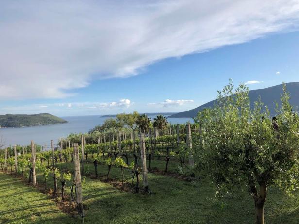 Ein Weinberg mit Blick auf das Meer und eine hügelige Landschaft.