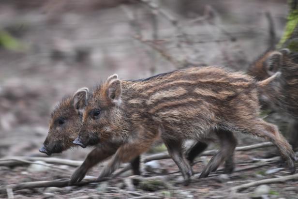 Kontaminierte Wildschweine: Jäger in OÖ werden entschädigt