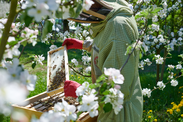 Ein Imker in Schutzkleidung hantiert mit einer Bienenwabe in einem blühenden Obstgarten.