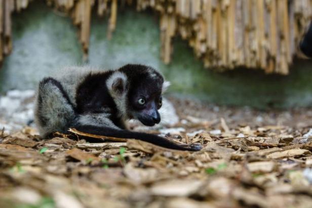 Zoo Schmiding: Nachwuchs bei Lemuren-Familie