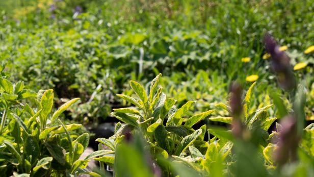 Nahaufnahme von grün-gelbem Salbei in einem Garten.