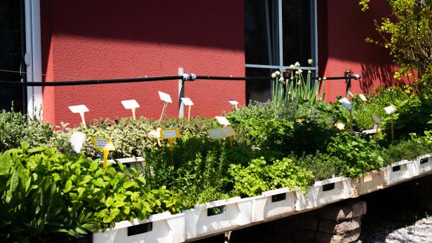 Verschiedene Kräuter wachsen in einem Hochbeet vor einer roten Hauswand.
