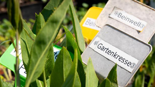 Grüne Pflanzen mit Schildern, die „Beinwell“ und „Gartenkresse“ zeigen.